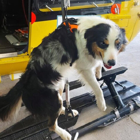   HARIA(ハリアー)救助犬専用ハーネスイメージ691